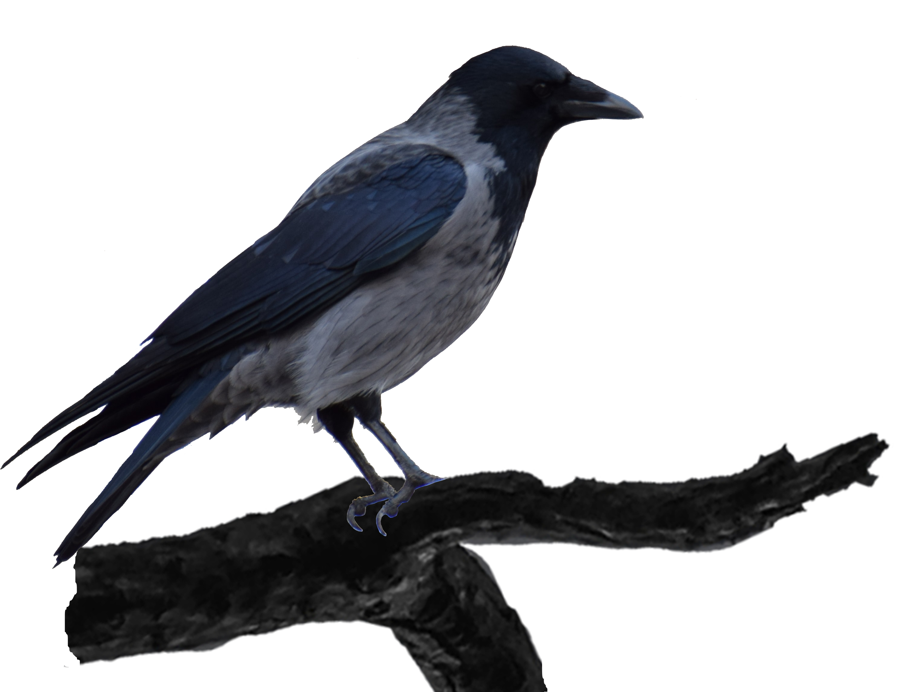 Blackbird on a Branch