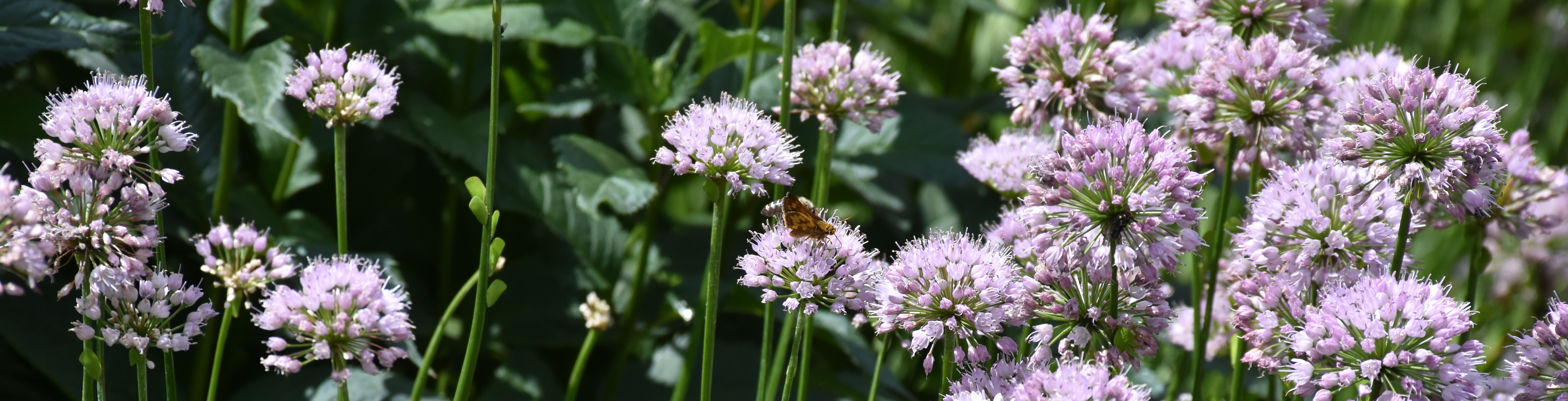 Close up of flowers and a lone butterfly