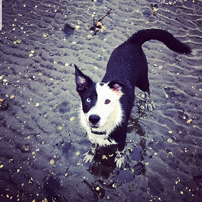 Image of the dog of the author at the beach. Zoe is a black and white Border Collie with one eye that is blue and one that is brown.