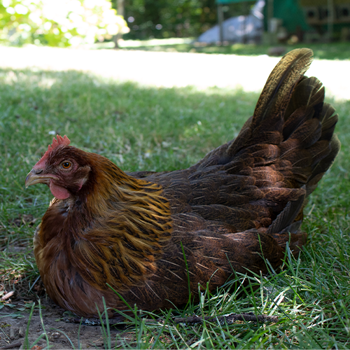 Chestnut