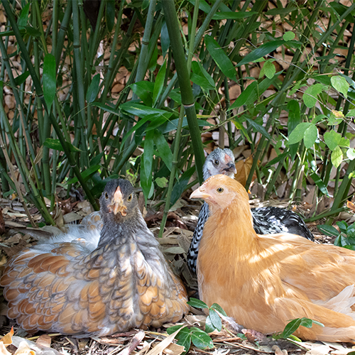 Three Young Chickens
 			