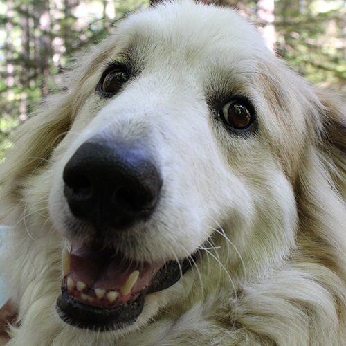 Happy Cosmo