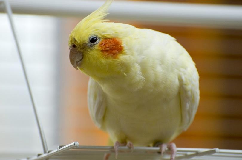 A very yellow cockatiel