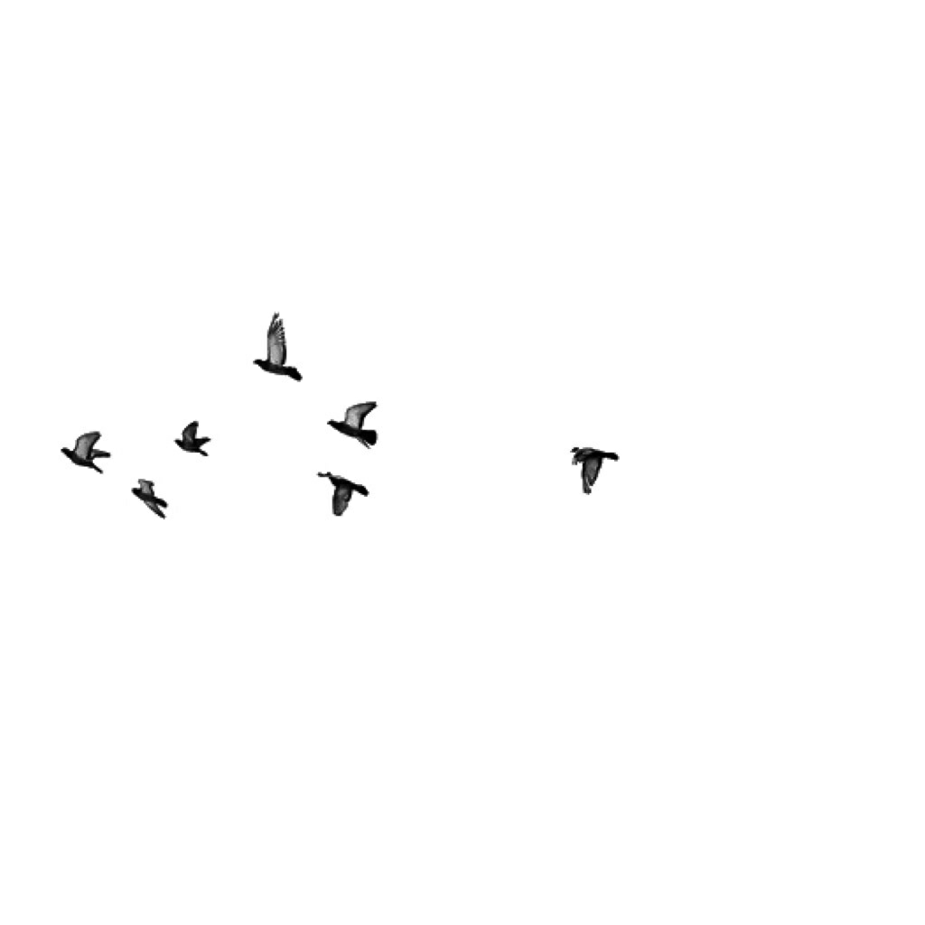 picture of flying birds