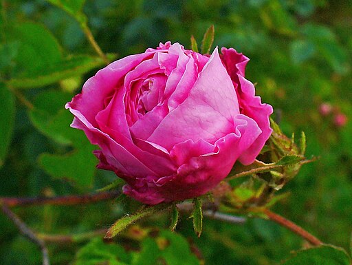 Rosa centifolia 002