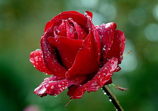 Rosa 'Precious Platinum' hybrid tea rose
