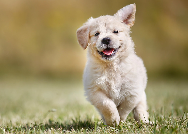 Small white dog