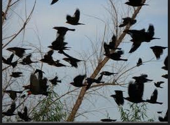 Birds flying by tree