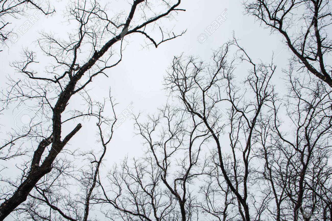 Dying trees