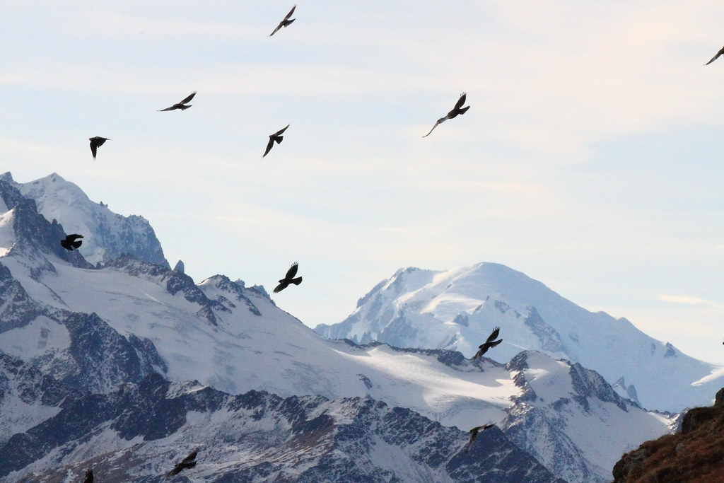 Birds flying by mountain