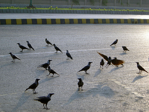 Birds on the street
