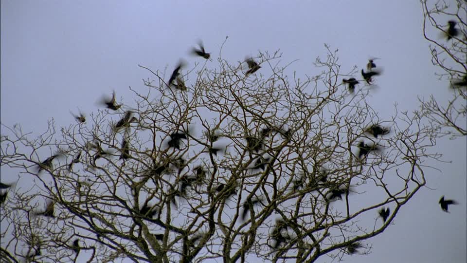 Birds in tree