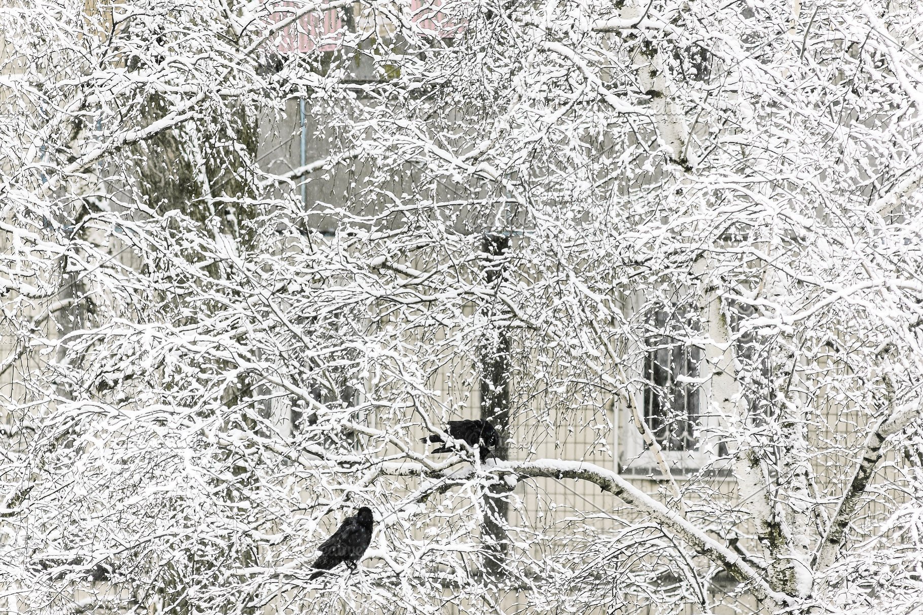 Snow with birds