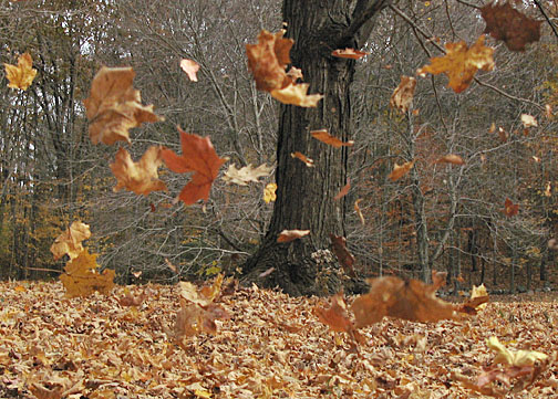 Leaves blowing in wind