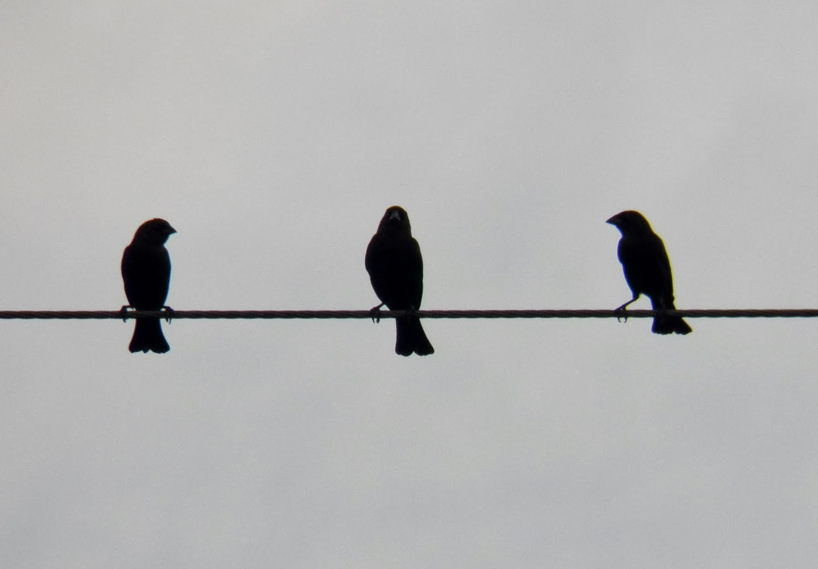 Birds on power line