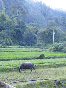 carabao