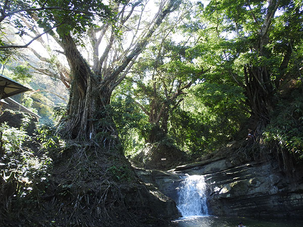 forest