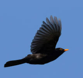 Blackbird Poem