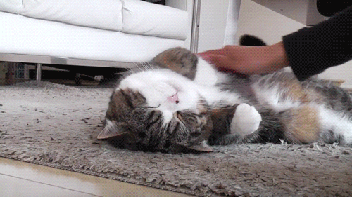 cat being pet GIF