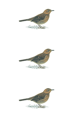 blackbird drawing