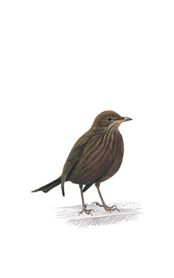 blackbird drawing