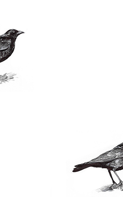 blackbird drawing