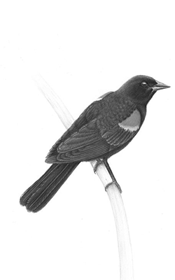 blackbird drawing