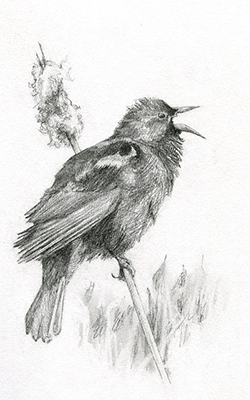 blackbird drawing
