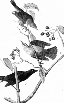 blackbird drawing