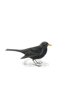 blackbird drawing