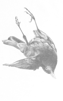 blackbird drawing
