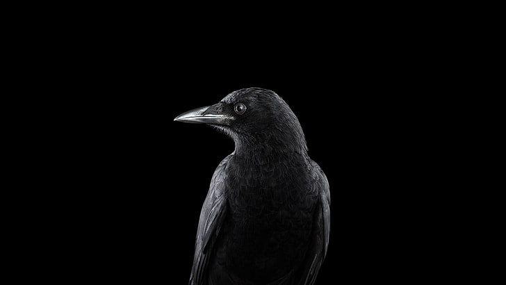 Blackbird Remix