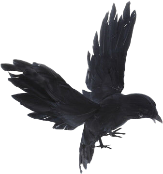 Picture of a blackbird