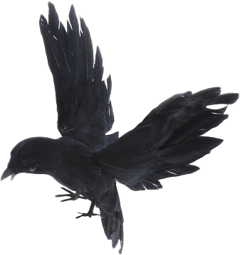 Picture of a blackbird