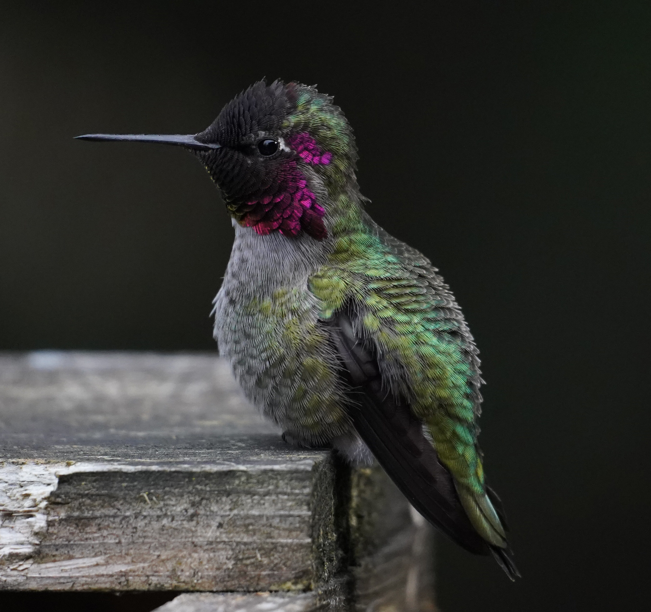 Close up photo of Hummingbird