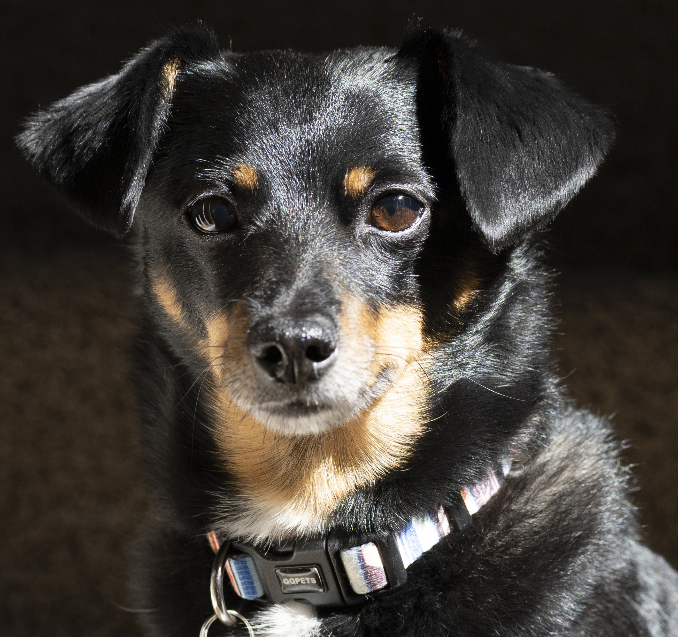 Portrait of my dog Charlie