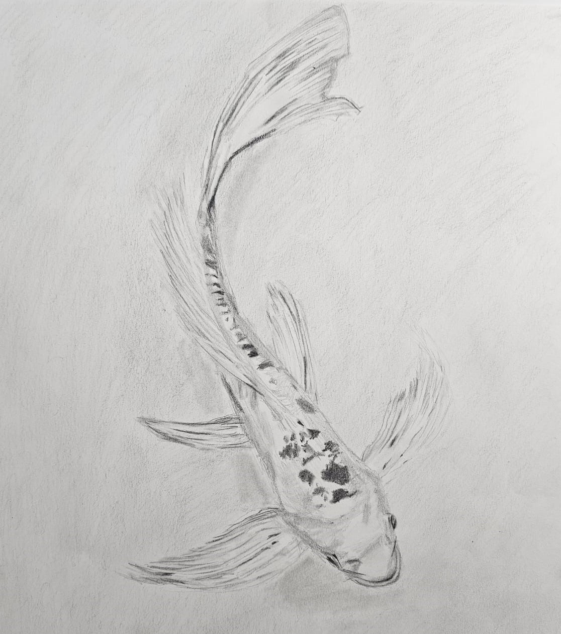 Graphite koi fish drawing