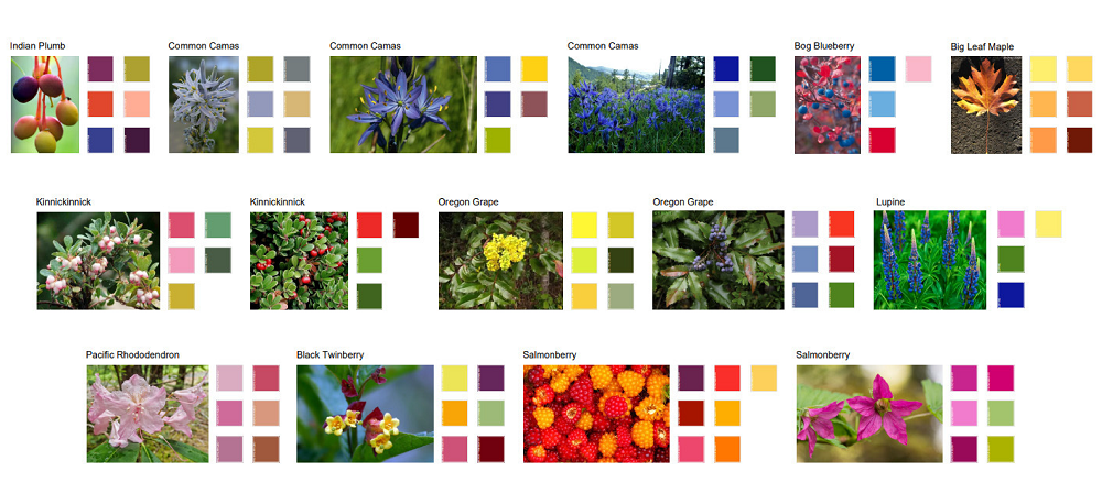 Native plants inspire the color palette