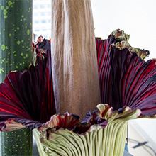 Closeup of the corpse fower in the WSU Vancouver bioscience building.