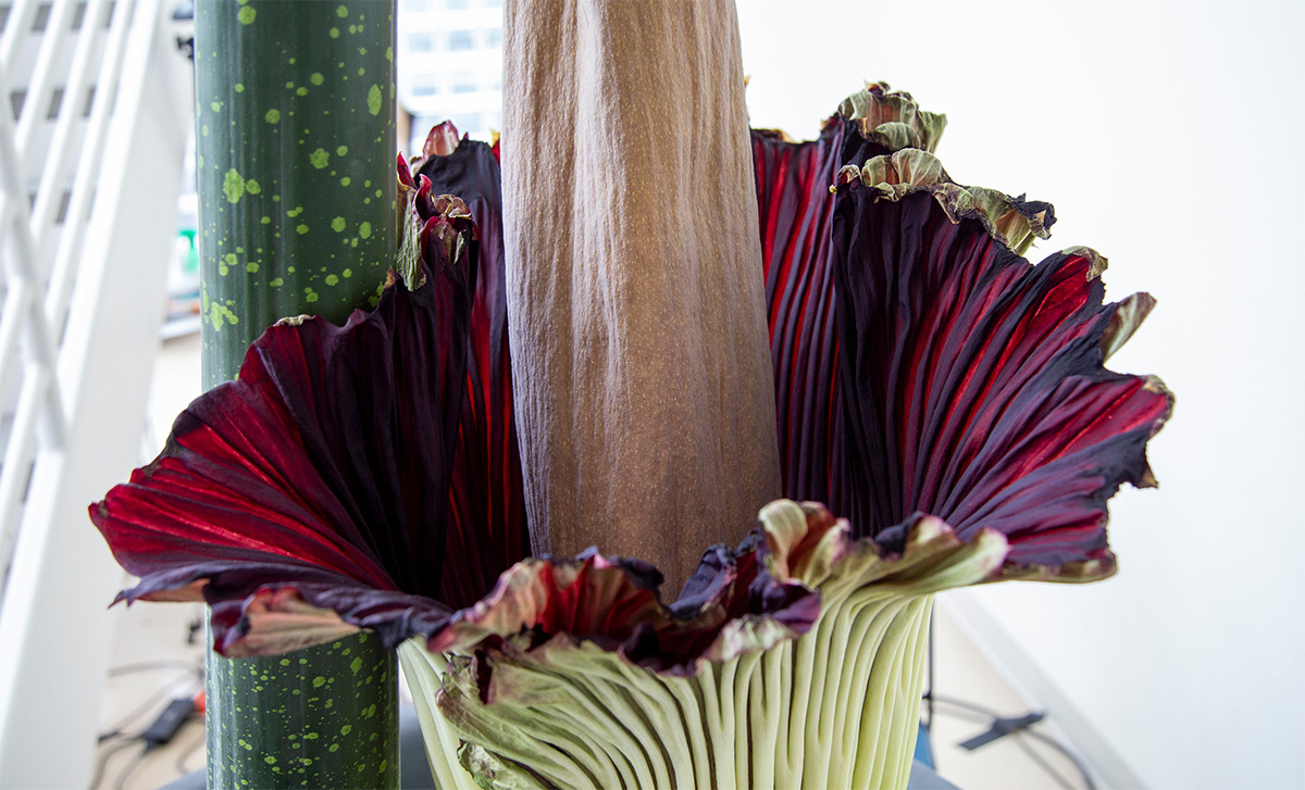Closeup of the corpse flower located in the WSU Bioscience building.