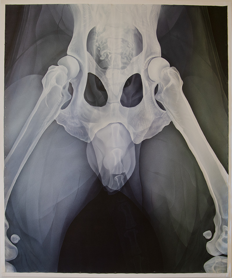 Pelvic X-ray showing full hip bones and femurs, titled SPACE LANDER (CL-015D2) by Jo Hockenhull