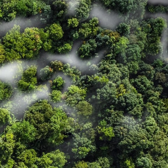 Overhead forest image