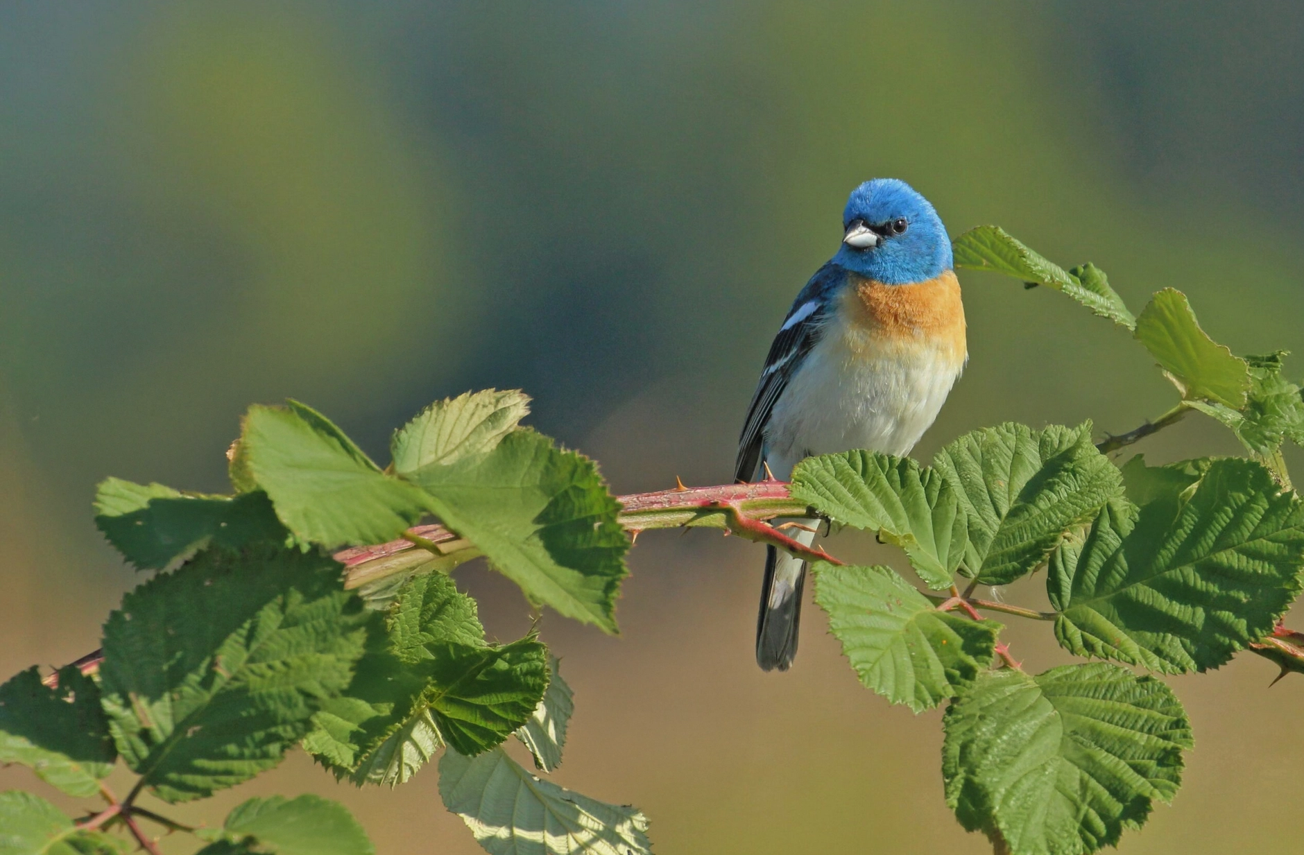 Songbird perched near restored shoreline habitat