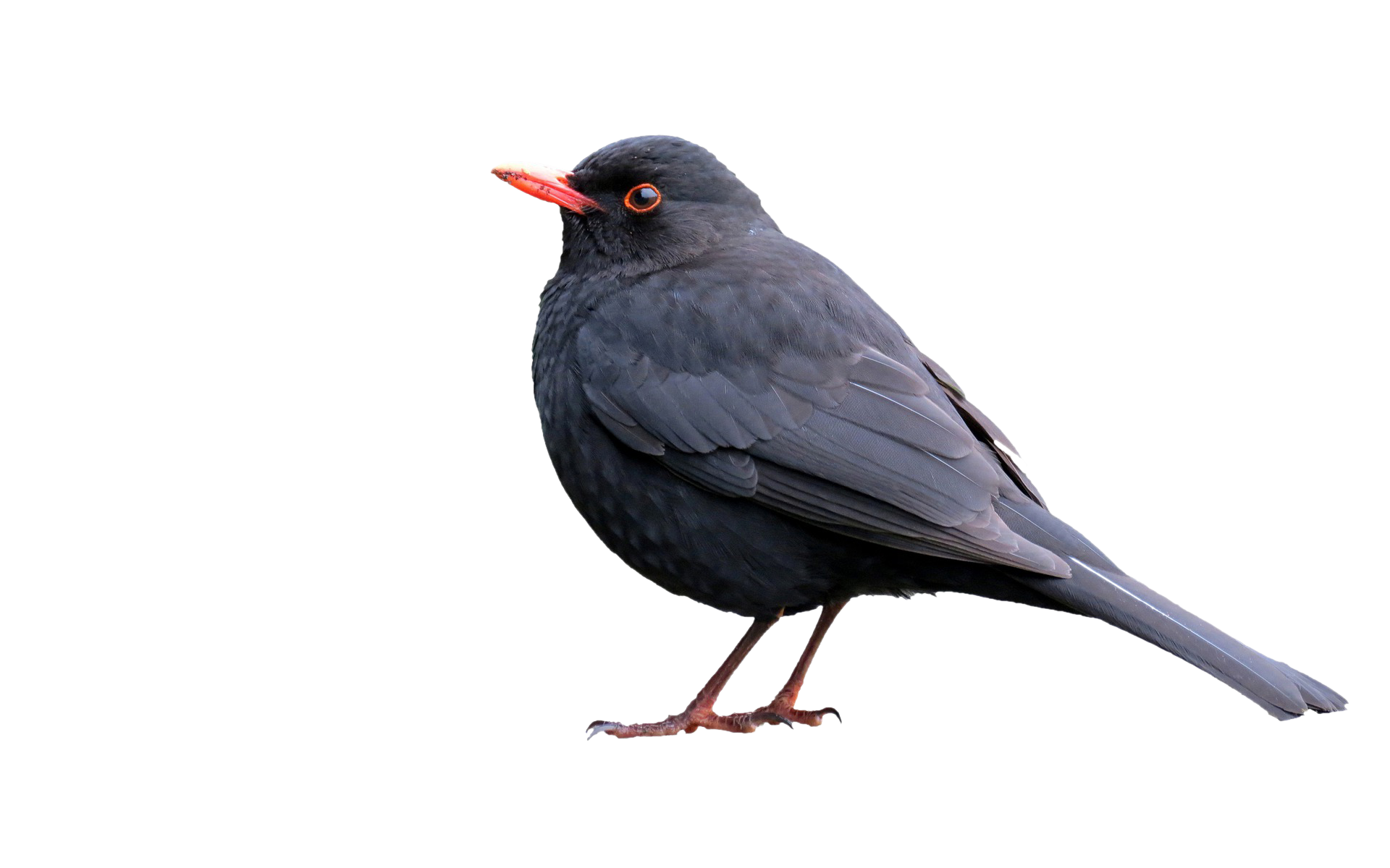 A picture of a blackbird