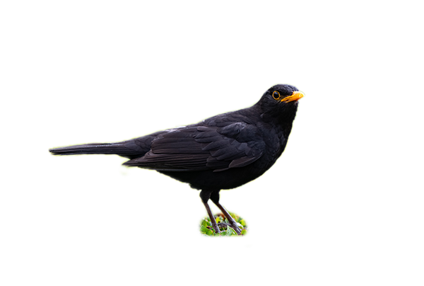 A blackbird sitting on some grass