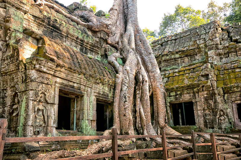 tree roots on the roof of the temple