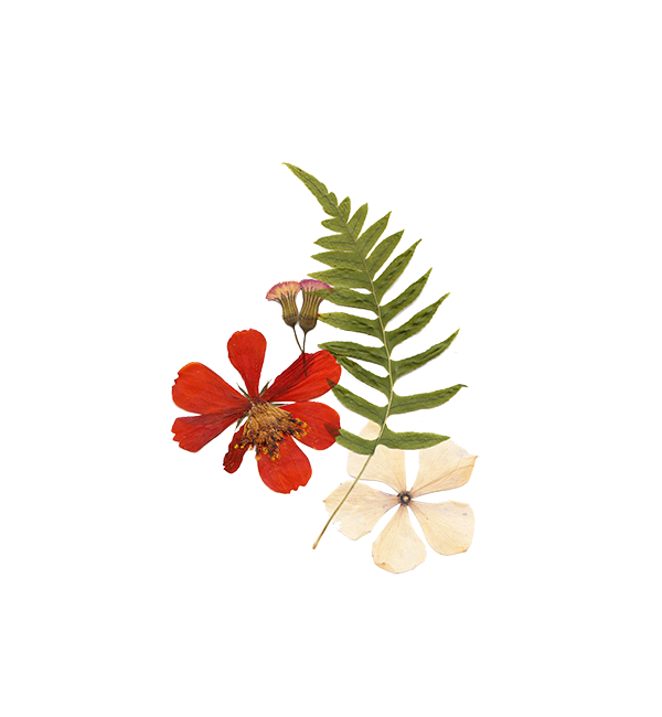pressed flowers and a fern leaf