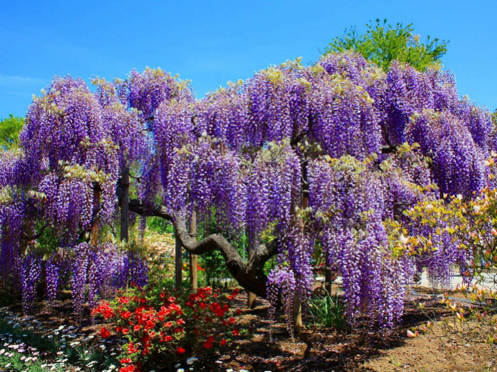 Chinese Wisteria
