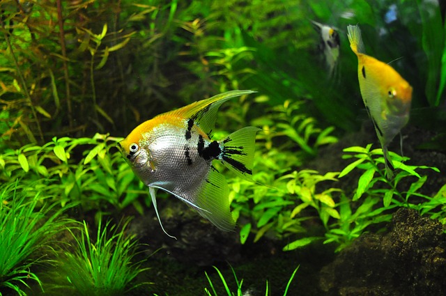 Angelfish