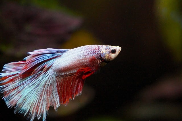Colorful betta fish in aquarium
